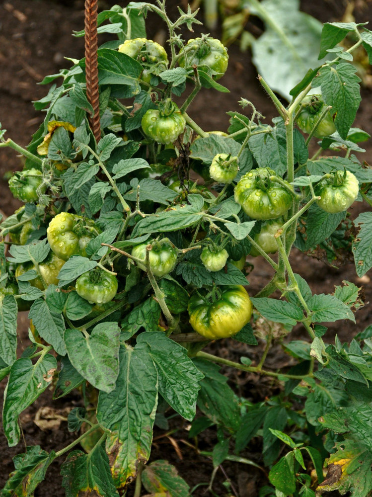 Изображение особи Lycopersicon esculentum.