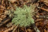 Usnea florida