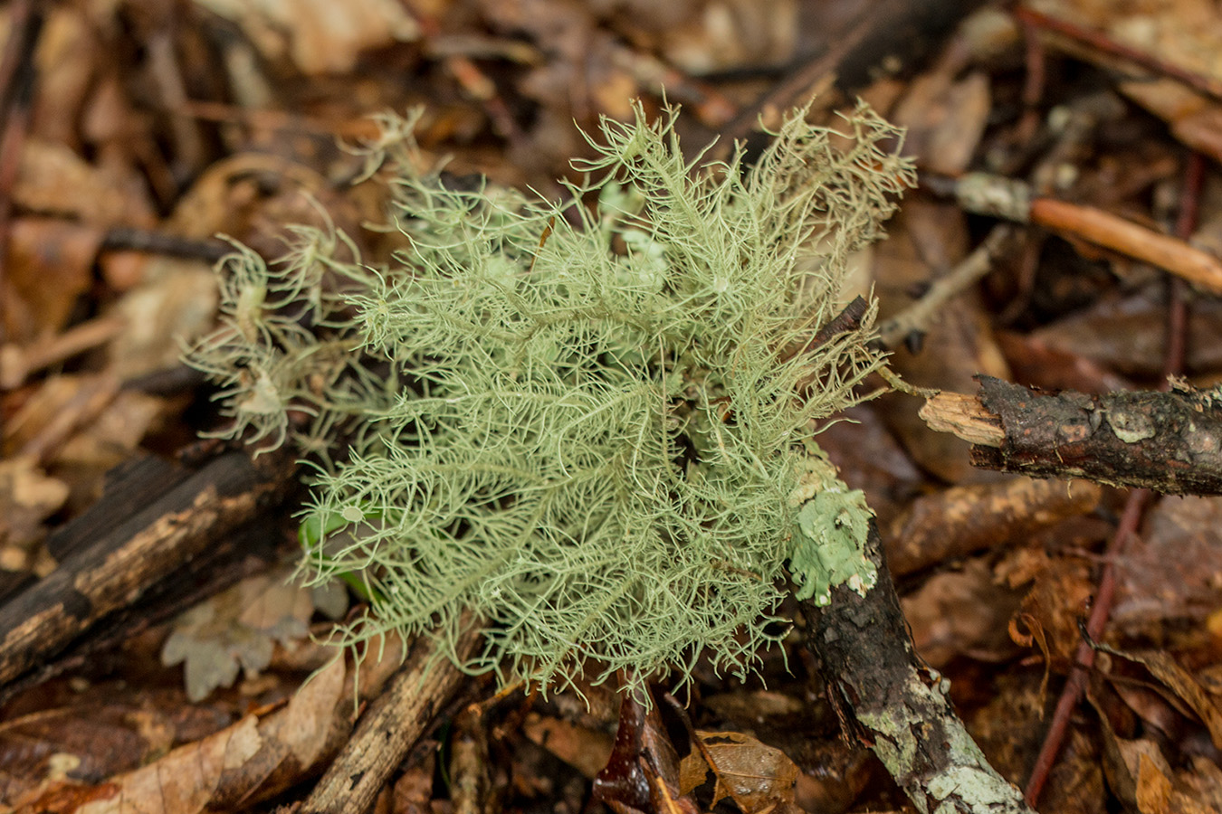 Изображение особи Usnea florida.