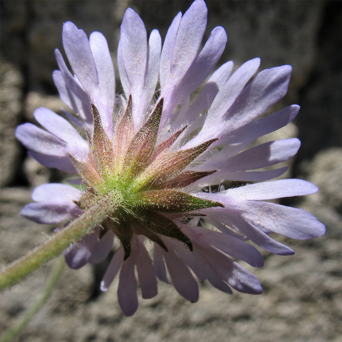 Image of Knautia integrifolia ssp. urvillei specimen.