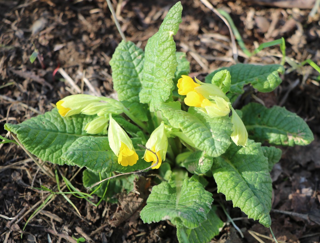 Image of Primula macrocalyx specimen.