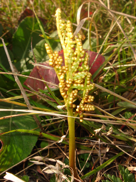 Image of Botrychium multifidum specimen.