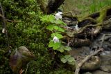 Oxalis acetosella