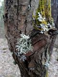 Evernia prunastri