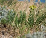 Euphorbia seguieriana. Цветущее растение. Крым, Керченский п-ов, Ленинский р-н, окр с. Глазовка, гора Хрони, ≈ 175 м н.у.м., закустаренная степь. 28.05.2021.