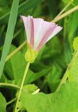 Calystegia hederacea