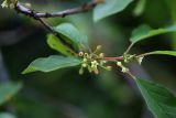 Frangula alnus