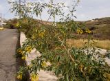 Nicotiana glauca. Ветвь цветущего растения и вегетирующие молодые побеги. Греция, Эгейское море, о. Сирос, ю-в окраина г. Эрмуполис (Ερμούπολη), рядом с автодорогой, частный земельный участок. 27.04.2021.