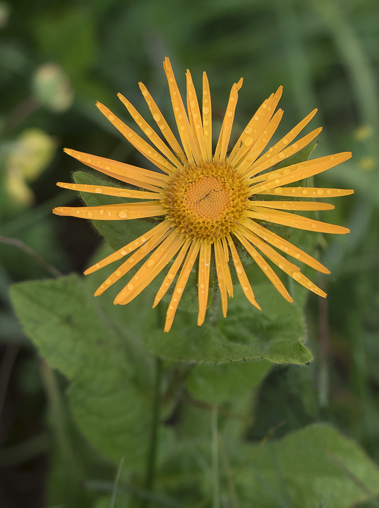 Изображение особи Inula grandiflora.