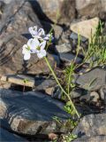 Cardamine pratensis подвид angustifolia. Цветущее растение. Мурманская обл., п-в Рыбачий, побережье Большой Волоковой губы севернее м. Коровий, каменистый берег ручья. 28.07.2020.