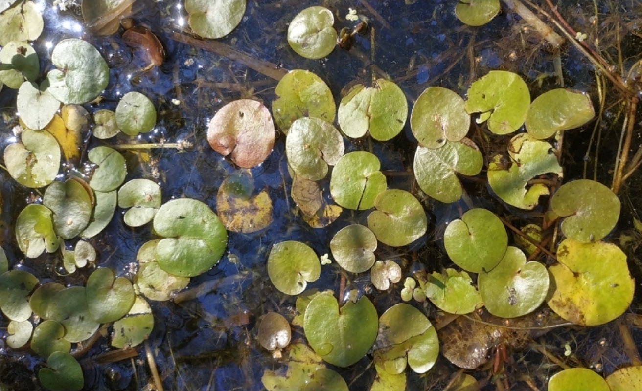 Image of Hydrocharis morsus-ranae specimen.