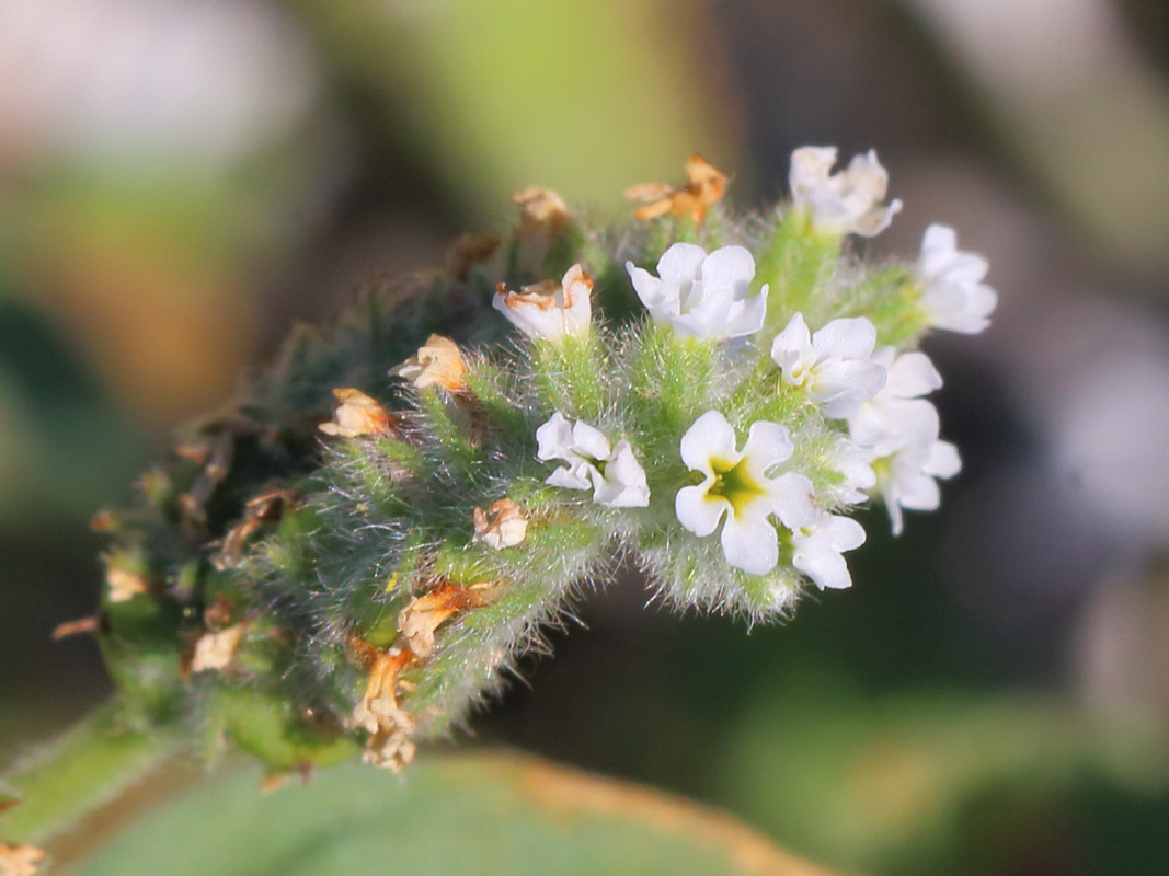 Гелиотроп европейский (Heliotropium europaeum)