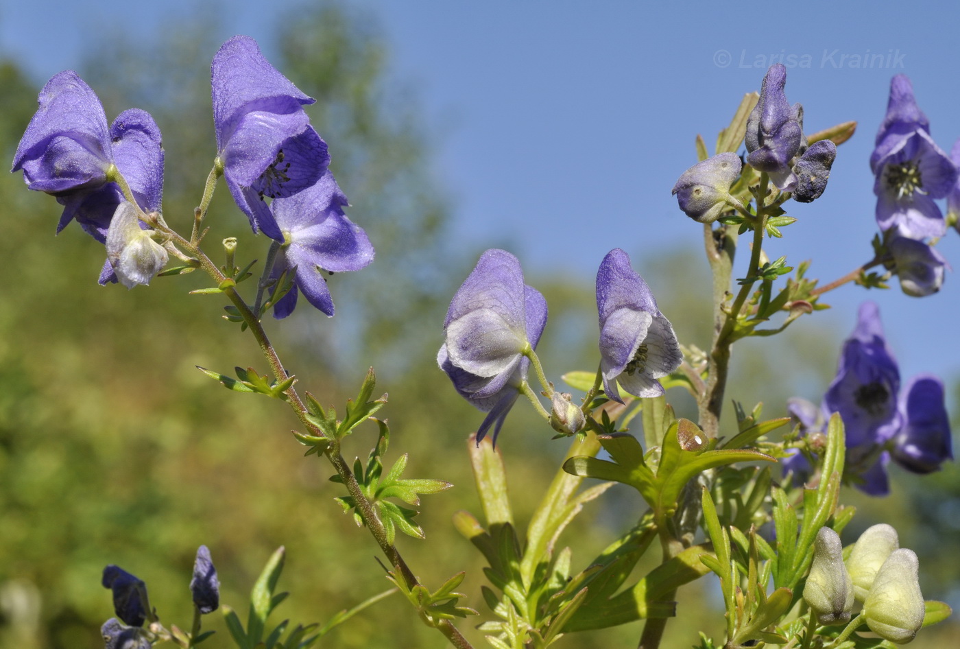 Image of Aconitum macrorhynchum specimen.