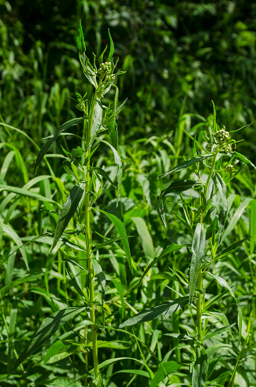 Image of Achillea cartilaginea specimen.