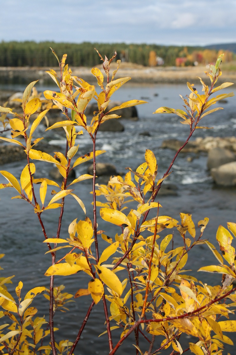 Изображение особи Salix phylicifolia.