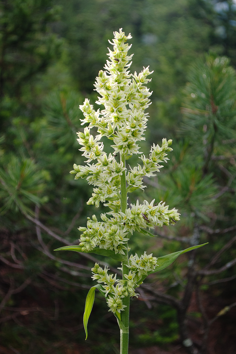 Изображение особи Veratrum lobelianum.