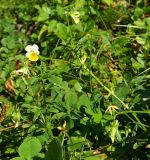 Viola arvensis