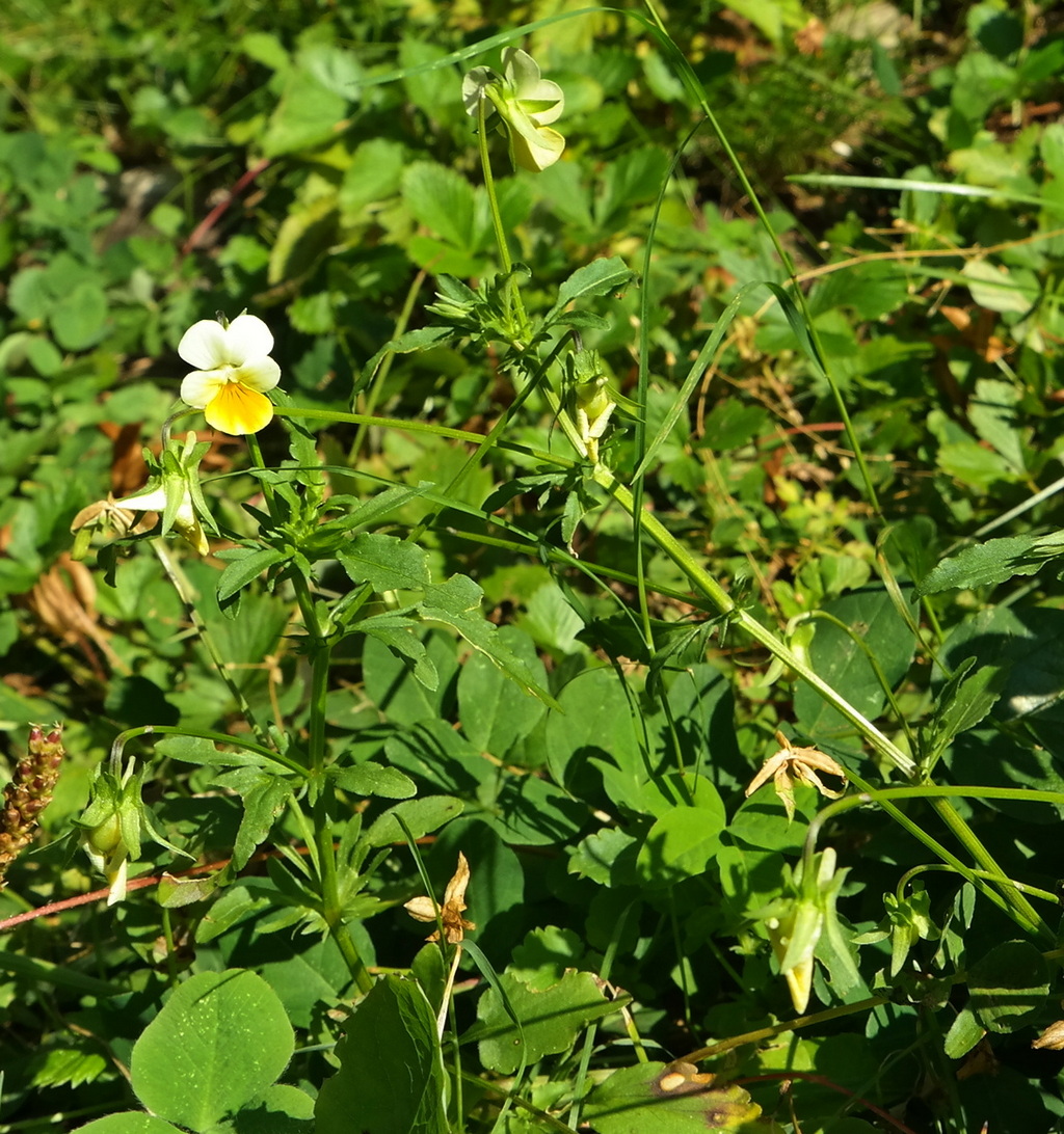 Изображение особи Viola arvensis.