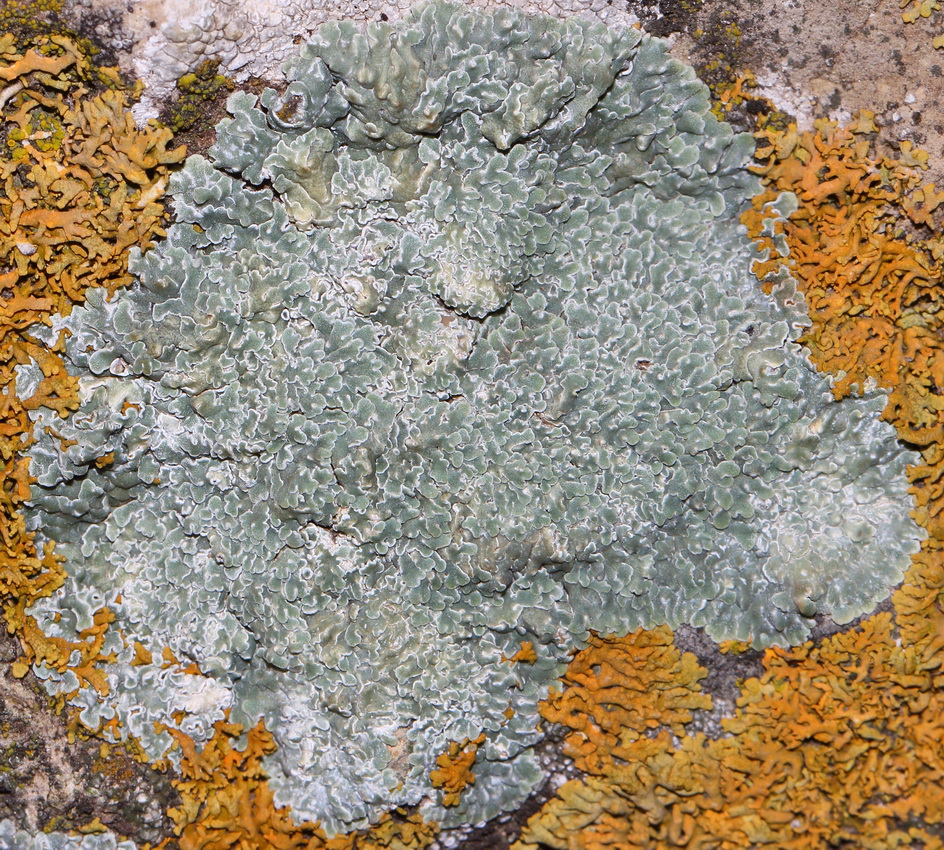 Леканора настенная (Lecanora muralis) (Протопармелиопсис Стенной Protoparmeliopsis muralis)