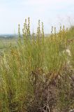 Artemisia salsoloides