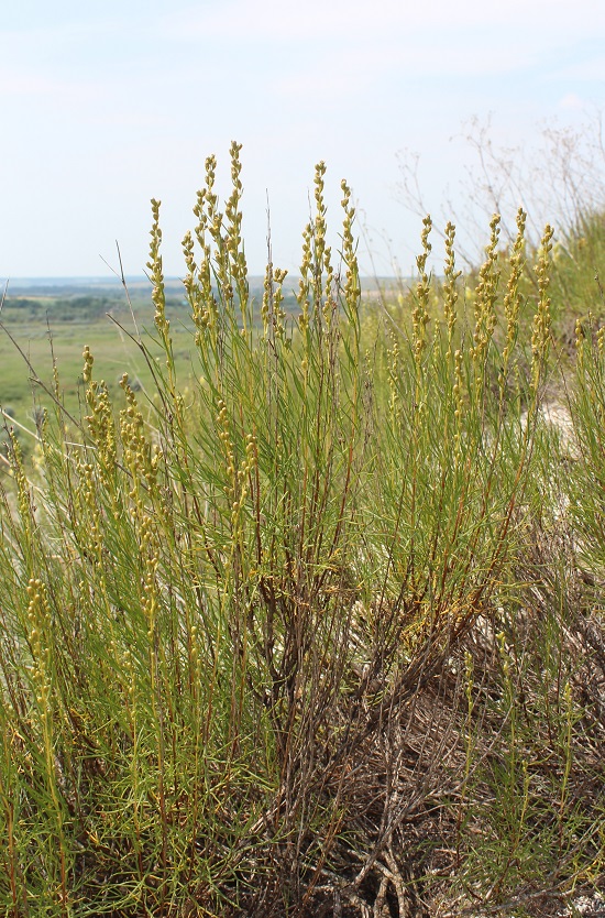 Image of Artemisia salsoloides specimen.