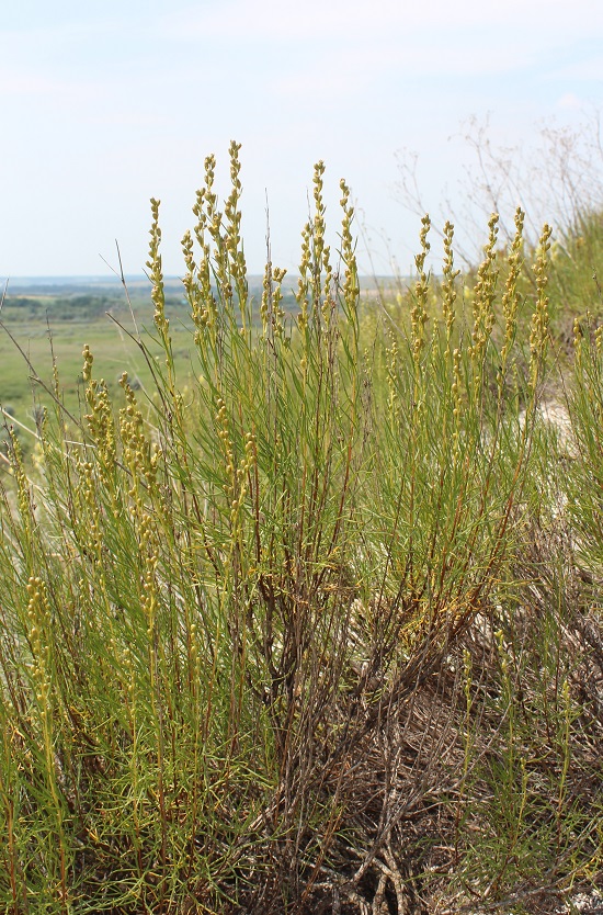 Изображение особи Artemisia salsoloides.