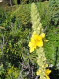 Verbascum thapsus. Верхушка расцветающего растения. Москва, Якиманка, ЦПКиО им. Горького, Партер, в культуре. 29.08.2020.