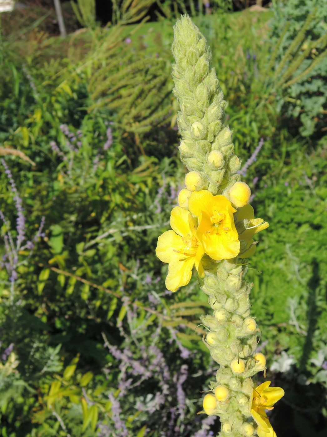 Изображение особи Verbascum thapsus.