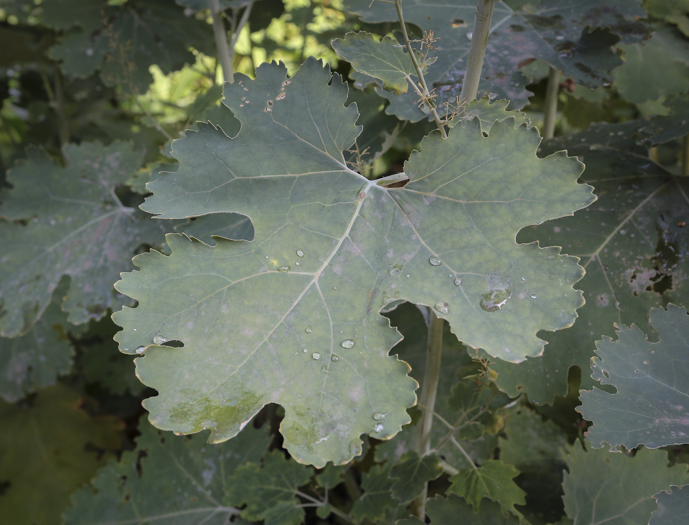 Image of Macleaya cordata specimen.