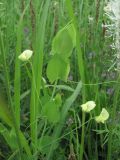 Lathyrus aphaca