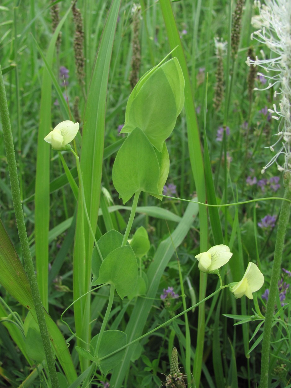 Изображение особи Lathyrus aphaca.