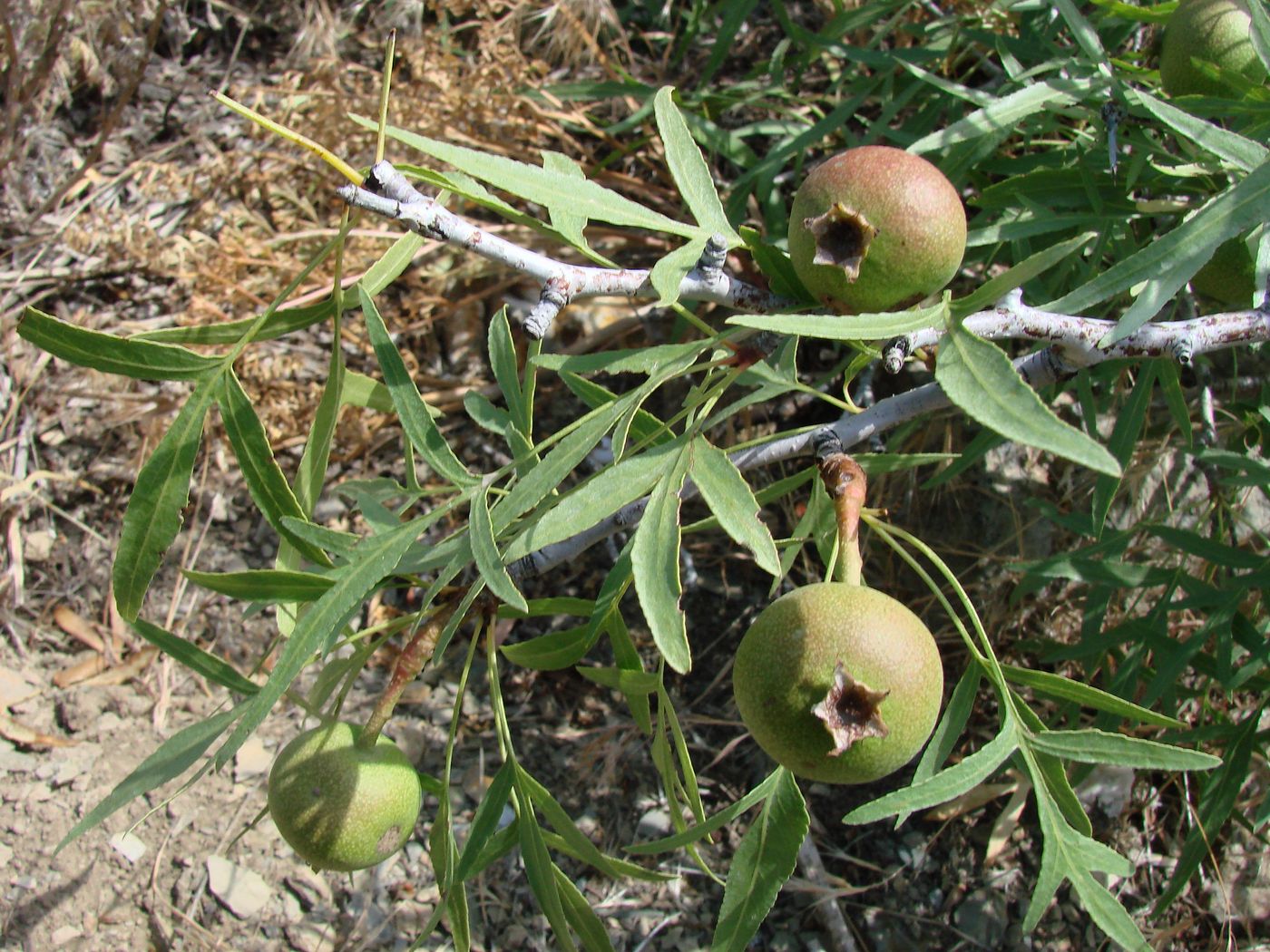 Image of Pyrus regelii specimen.