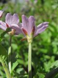 Epilobium smyrneum