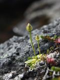 Parnassia palustris