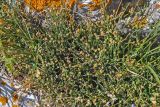 genus Ephedra. Растения с микростробилами. Крым, Караларский природный парк, бухта Шелковица, каменистый участок степного склона. 07.05.2021.