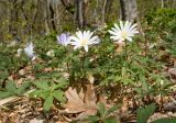 Anemone banketovii. Цветущие растения. Краснодарский край, м/о г. Новороссийск, гора Рябкова, ≈ 500 м н.у.м., дубово-грабовый лес. 19.04.2020.