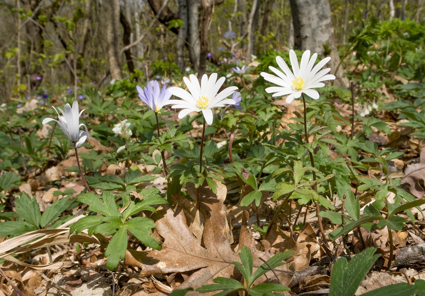 Изображение особи Anemone banketovii.