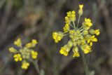 genus Odontarrhena. Соцветия. Крым, Бахчисарайский р-н, окр. пгт Куйбышево, склон каменистого холма. 02.05.2022.
