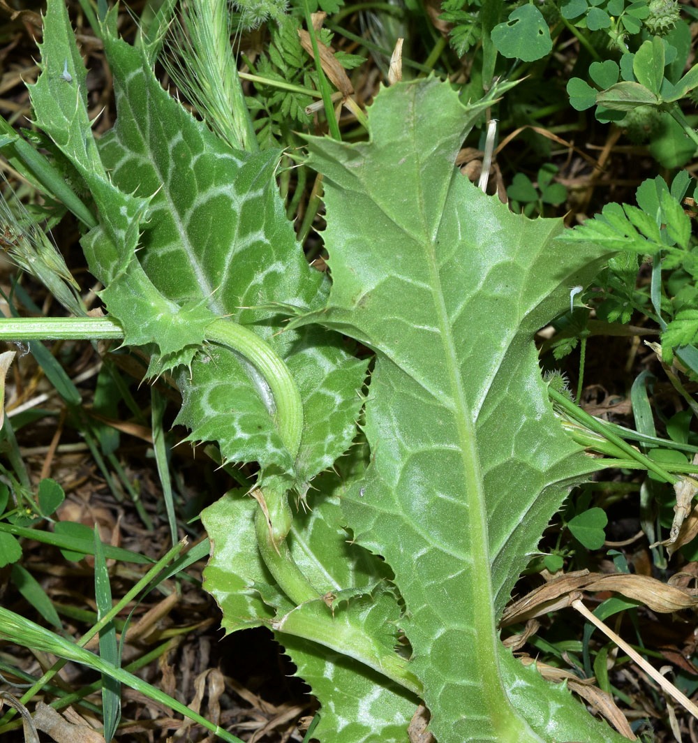 Изображение особи Silybum marianum.