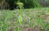 Petasites spurius