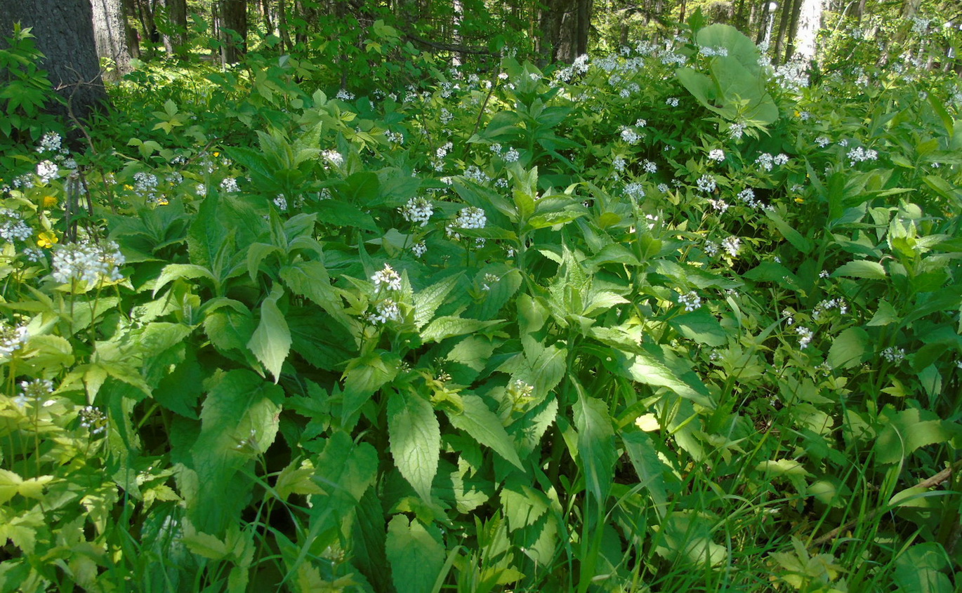 Image of Cardamine leucantha specimen.