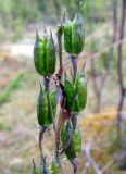 familia Ranunculaceae