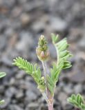 genus Astragalus