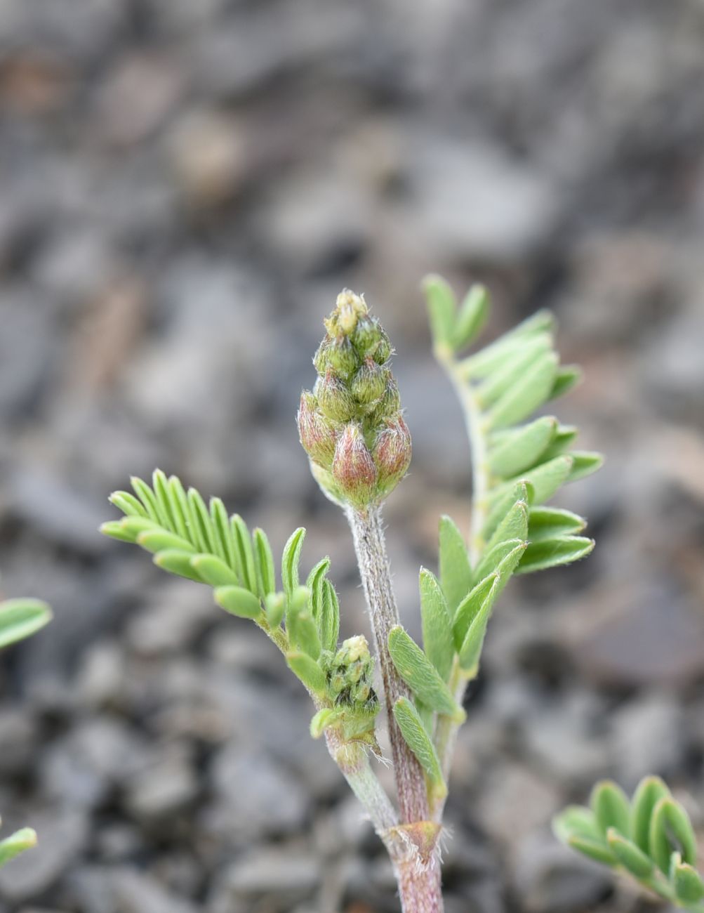 Изображение особи род Astragalus.