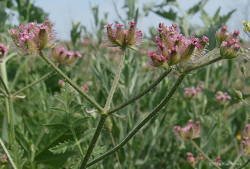 Изображение особи Turgenia latifolia.