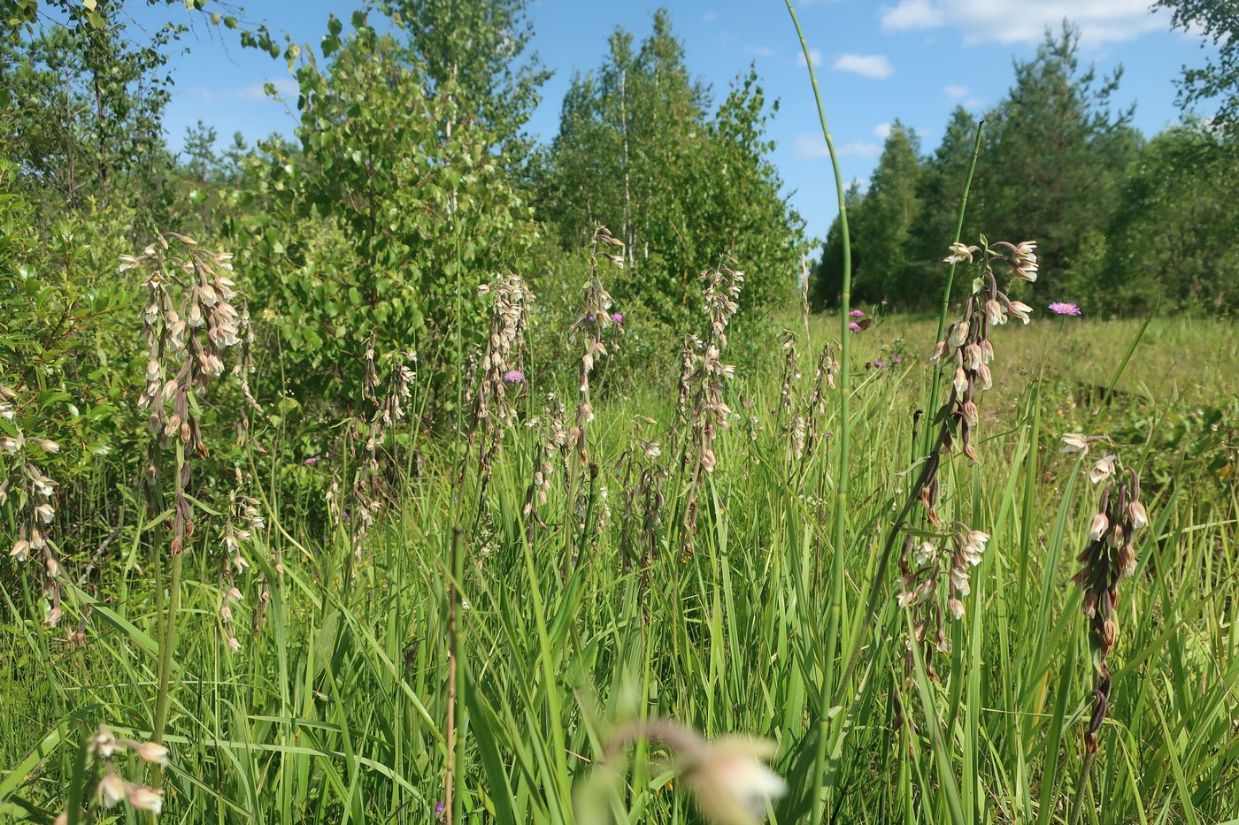 Image of Epipactis palustris specimen.