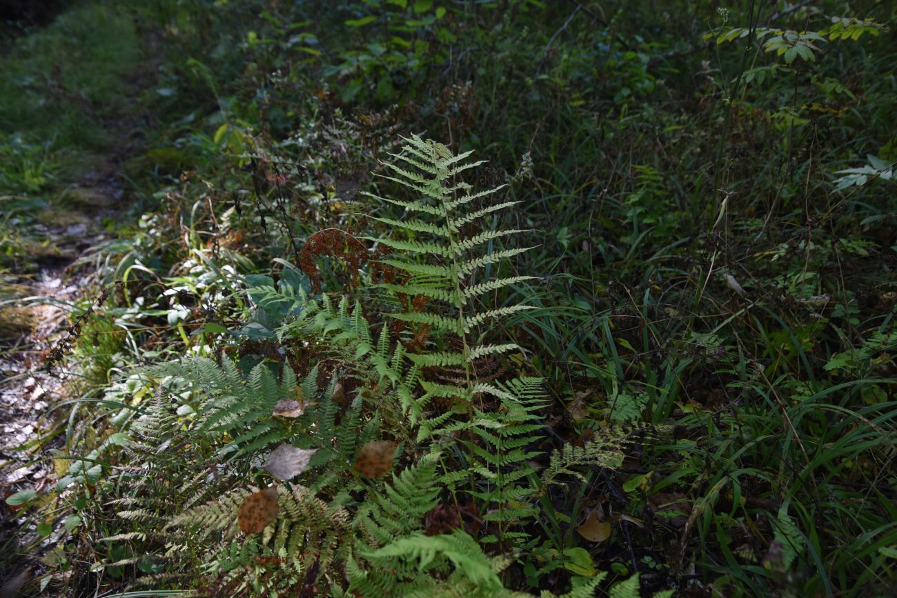 Image of Athyrium filix-femina specimen.