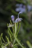 Image of taxon representative. Author is Максим Гуляев