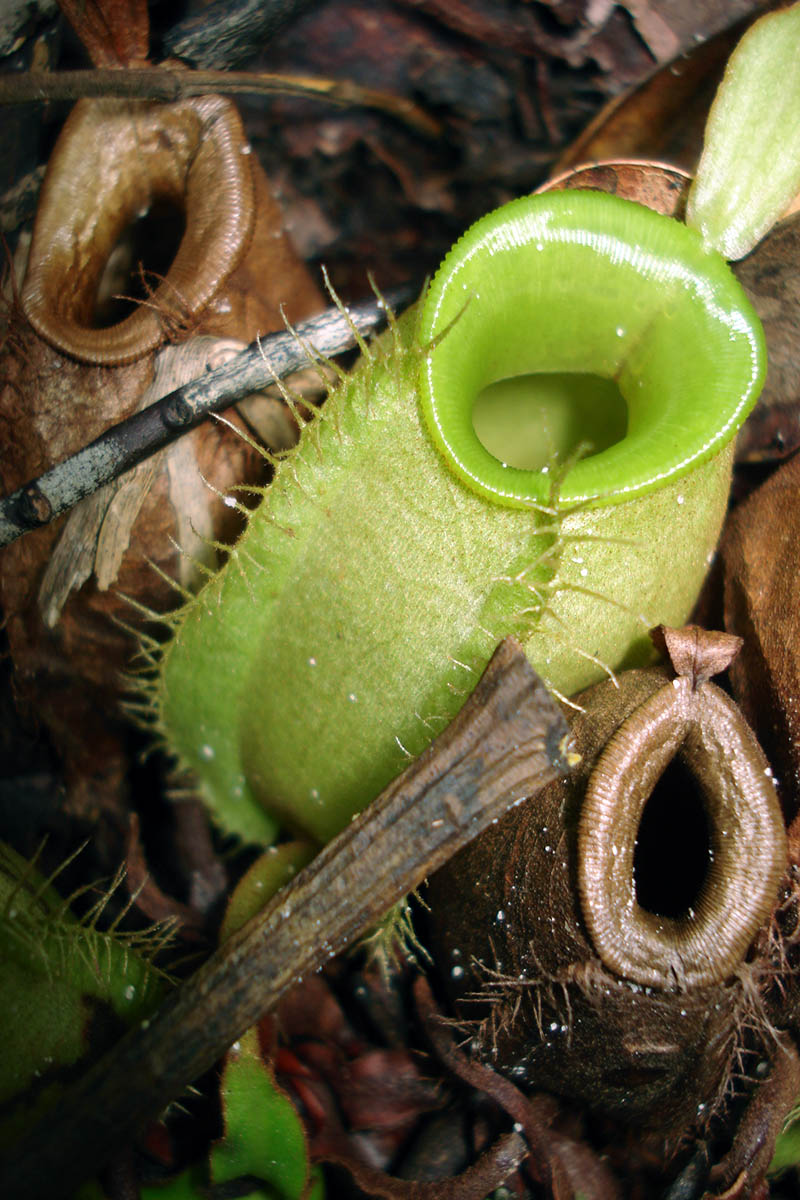 Image of Nepenthes ampullaria specimen.