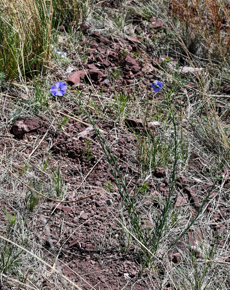 Image of Linum perenne specimen.